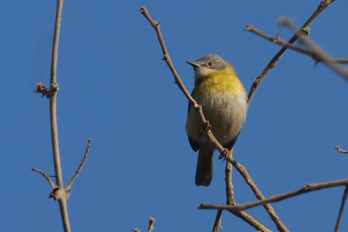 Yellow-breasted Apalis - ML622923392