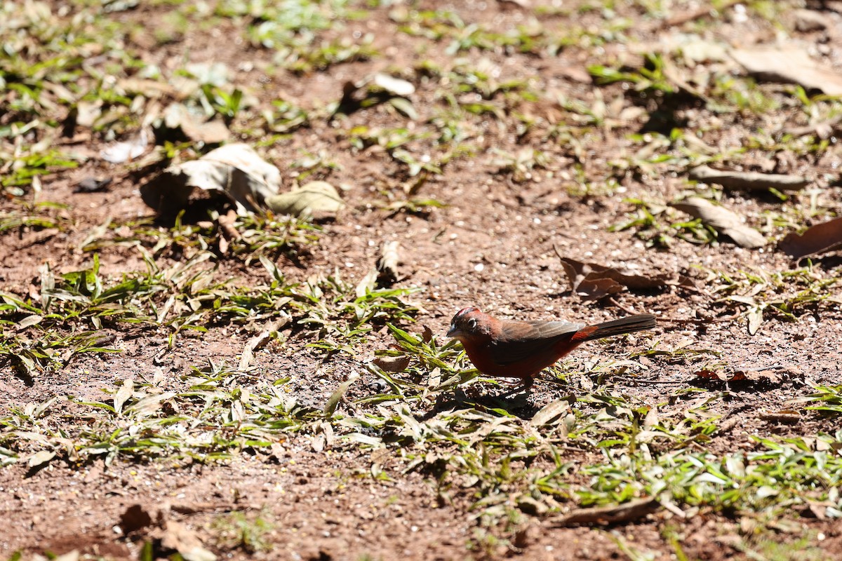 Red-crested Finch - ML622923402