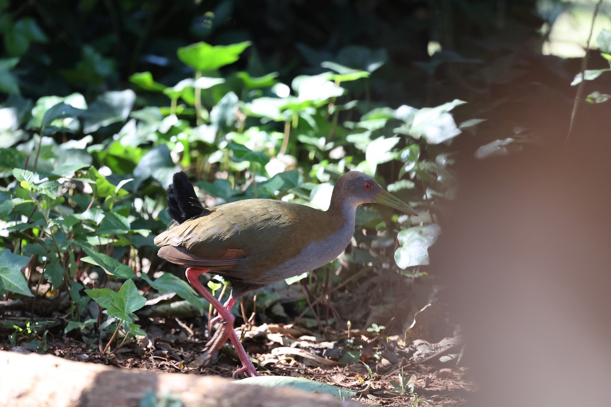 Slaty-breasted Wood-Rail - Morgan Tingley