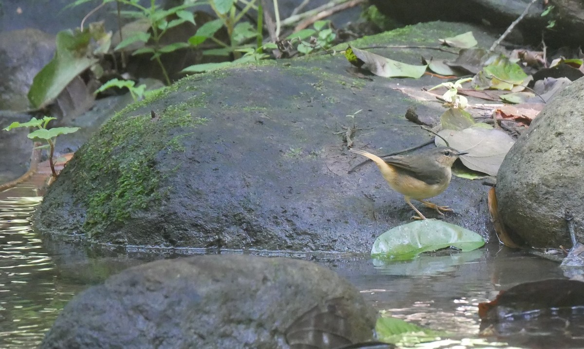 Buff-rumped Warbler - ML622923425