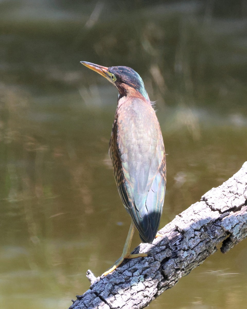 Green Heron - ML622923448