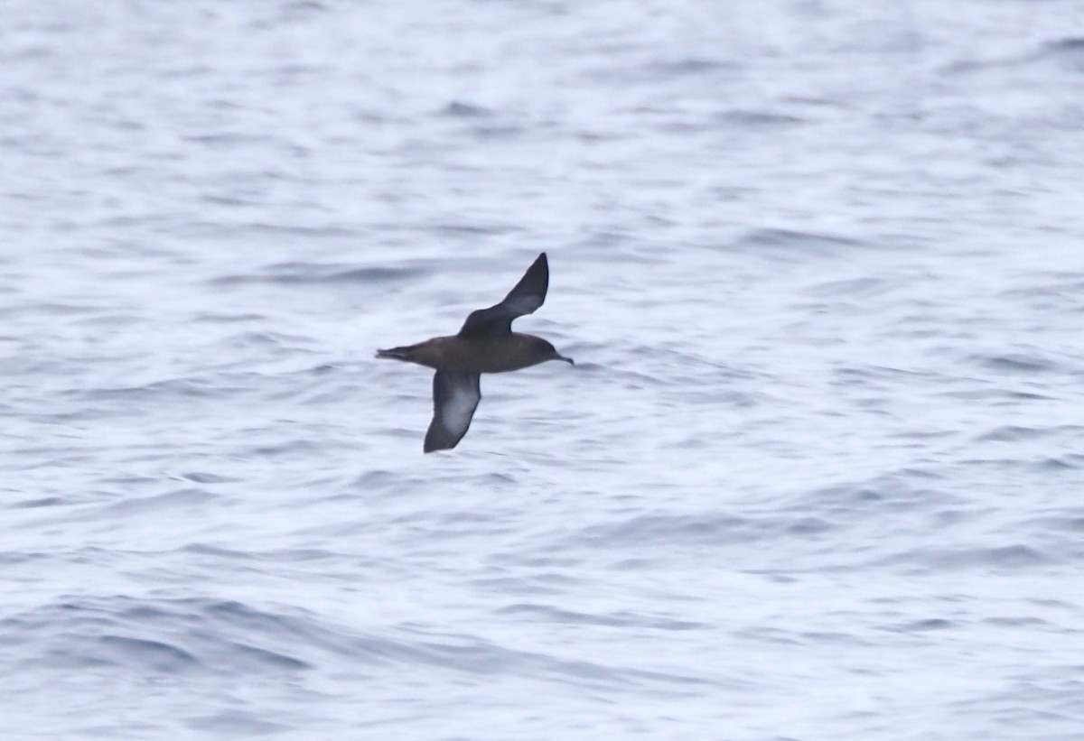 Sooty Shearwater - Uma Sachdeva