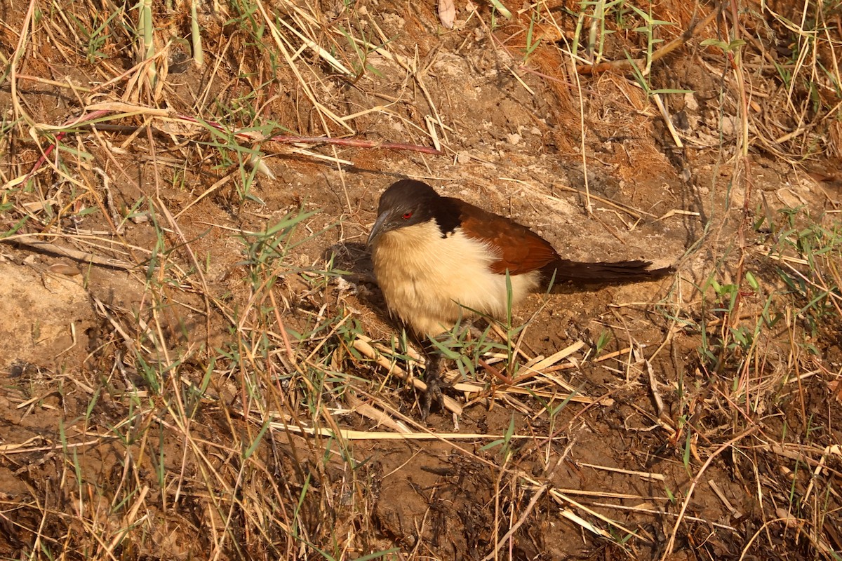 Coppery-tailed Coucal - ML622923546