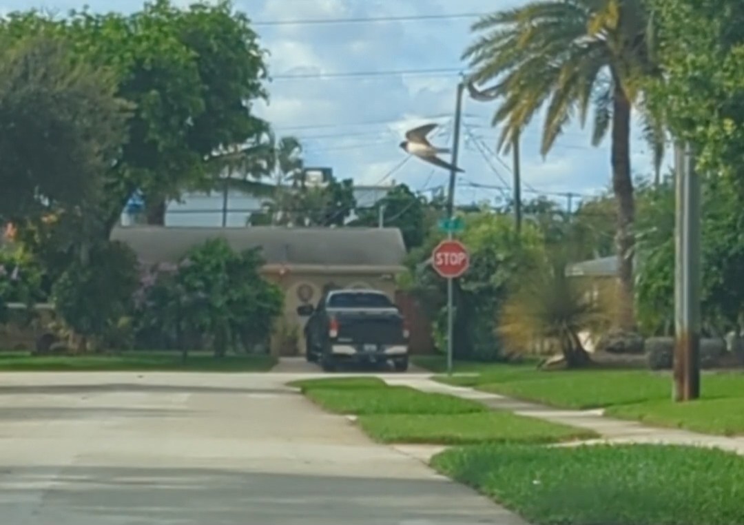 Barn Swallow - ML622923558