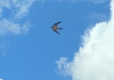 Barn Swallow - ML622923559