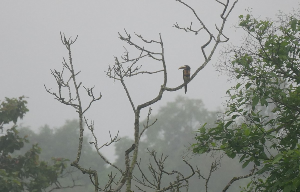 Pale-mandibled Aracari - ML622923594