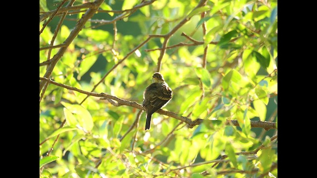 Hammond's Flycatcher - ML622923604