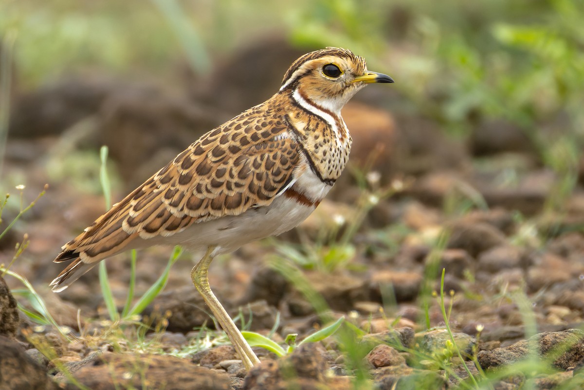 Three-banded Courser - ML622923617