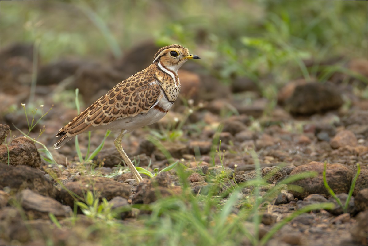 Three-banded Courser - ML622923619