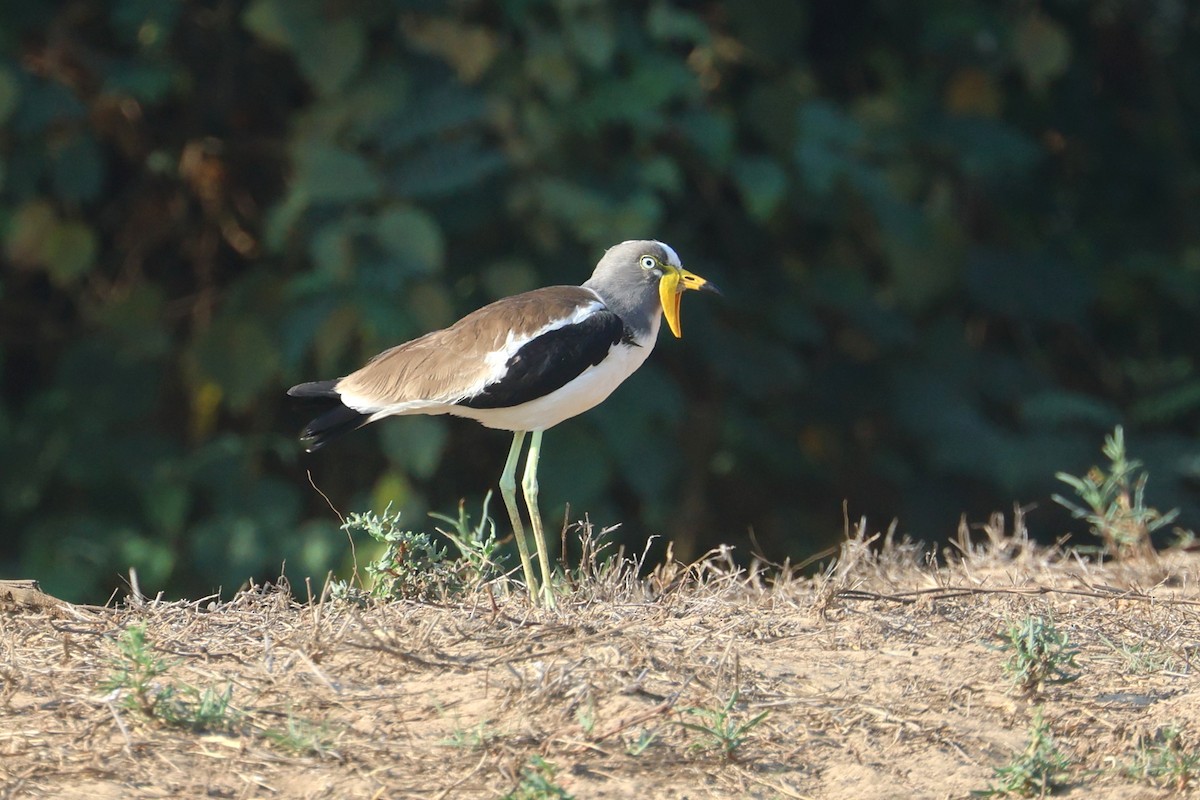 White-crowned Lapwing - ML622923632