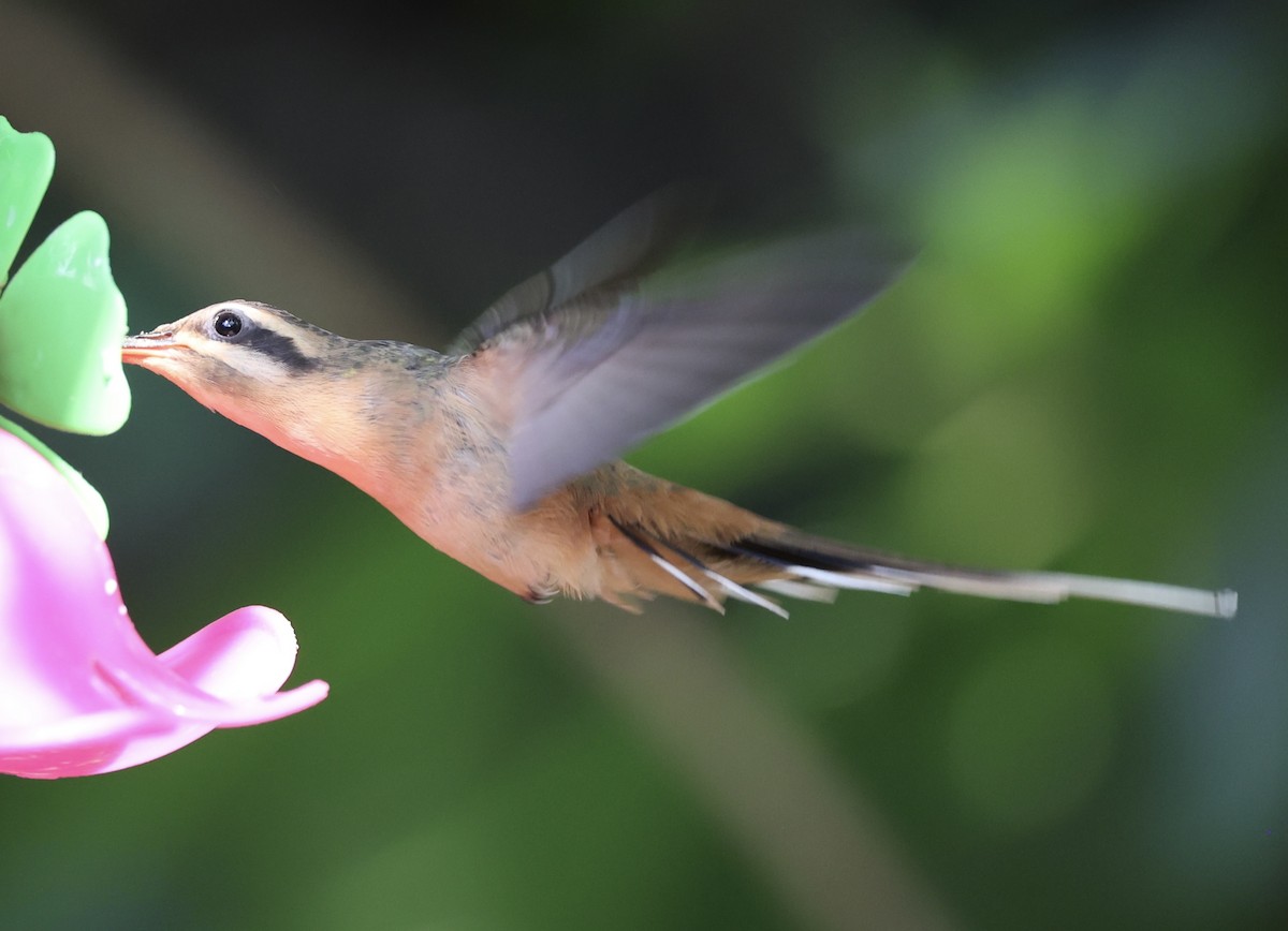 Planalto Hermit - ML622923653