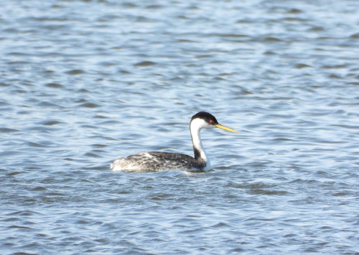 Western Grebe - ML622923691