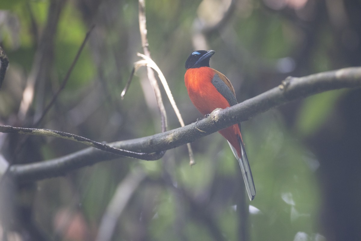 Scarlet-rumped Trogon - ML622923723