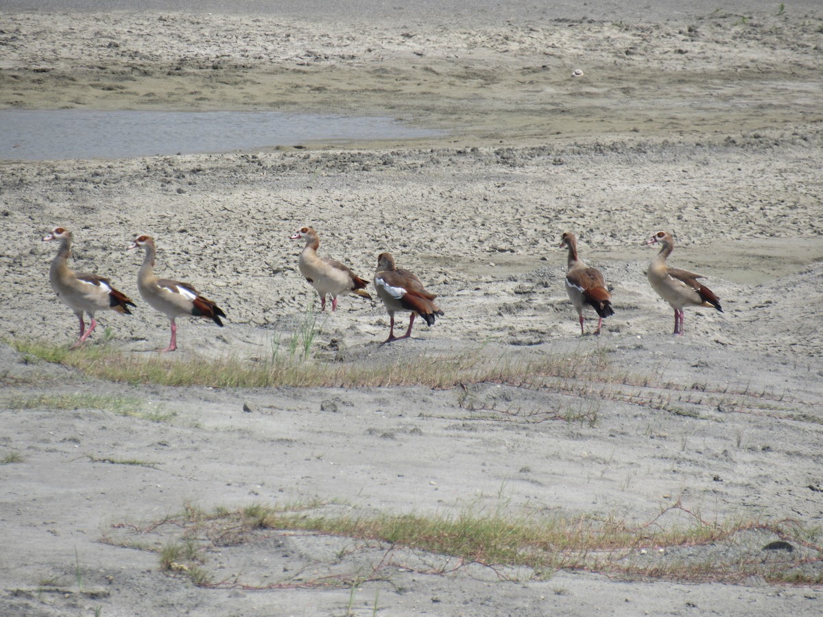 Egyptian Goose - ML622923725