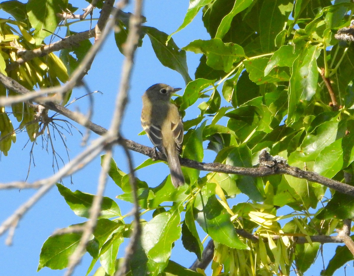 Least Flycatcher - ML622923730