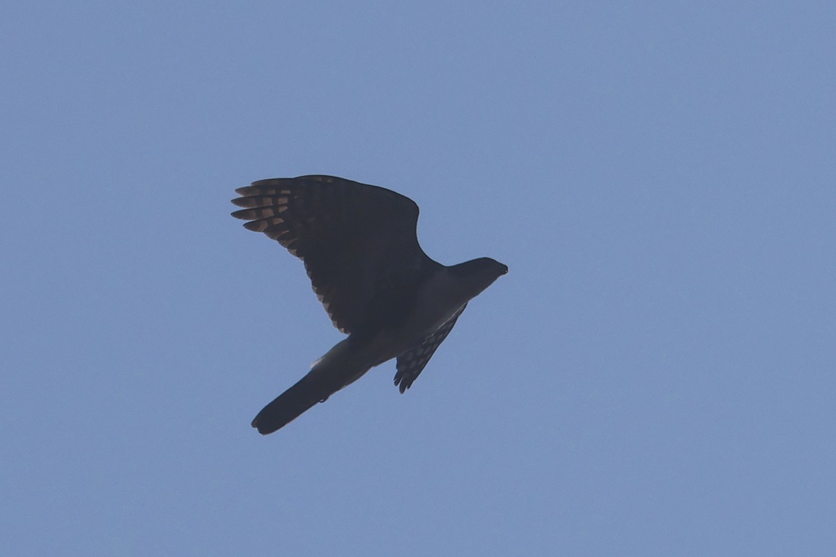 Black Goshawk - ML622923762