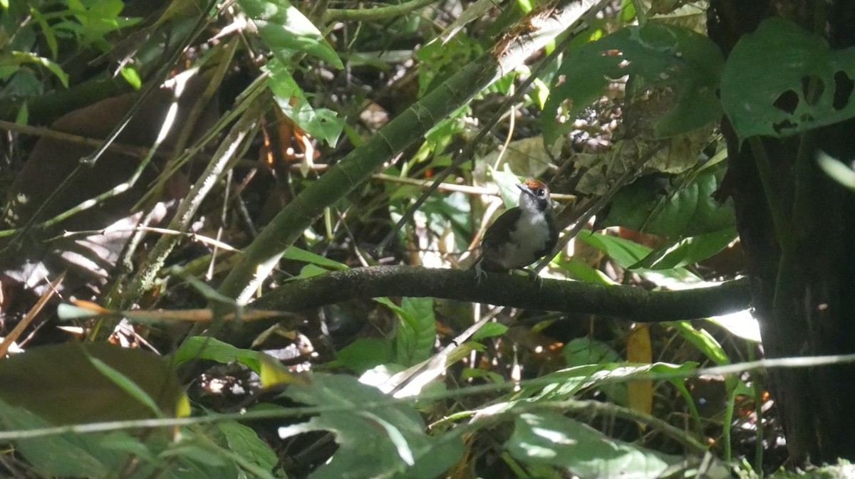 Bicolored Antbird - ML622923771