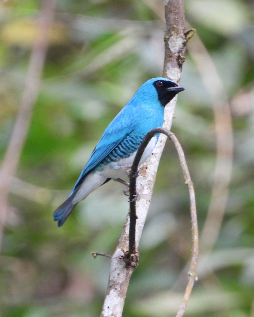 Swallow Tanager - ML622923838