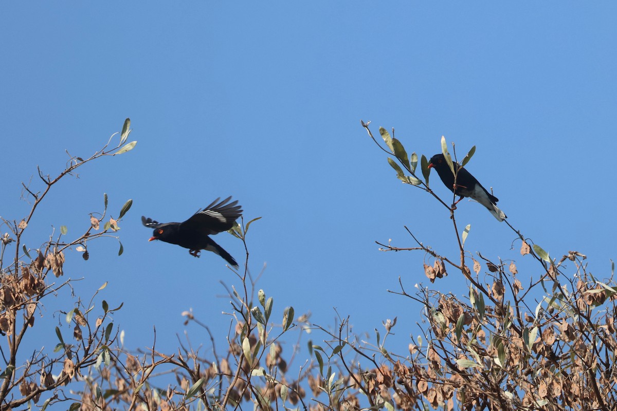 Retz's Helmetshrike - ML622923852