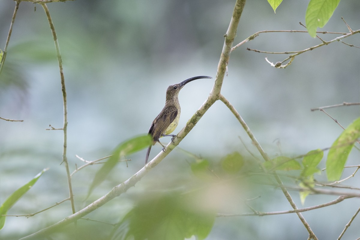 Long-billed Spiderhunter - ML622923855