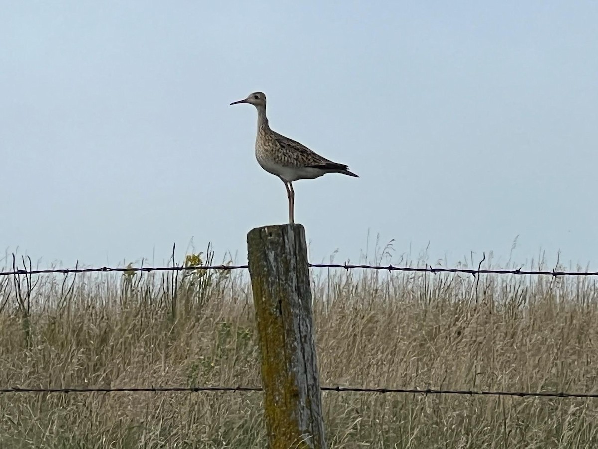 Upland Sandpiper - ML622923882