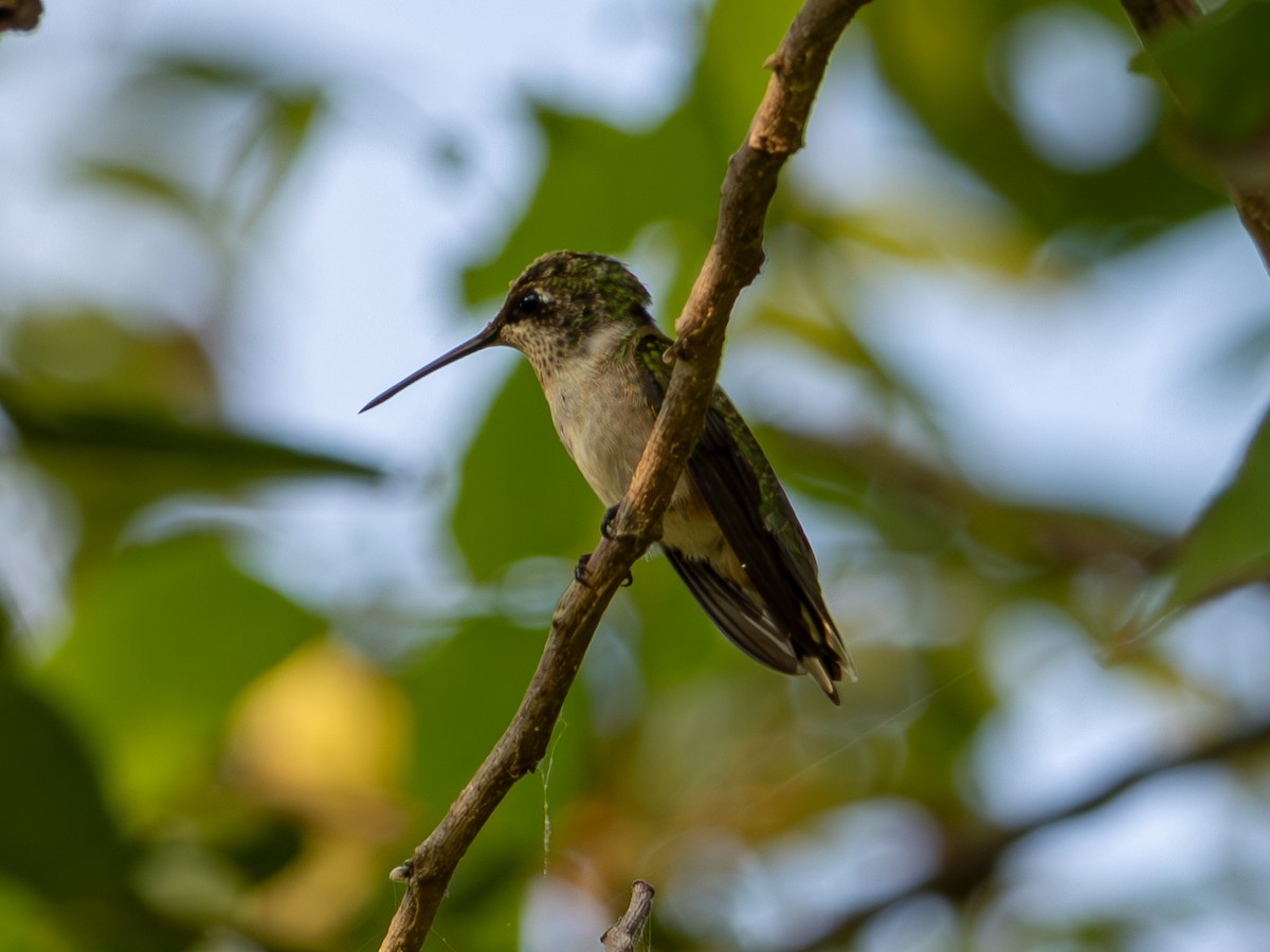 Colibri à gorge rubis - ML622923992