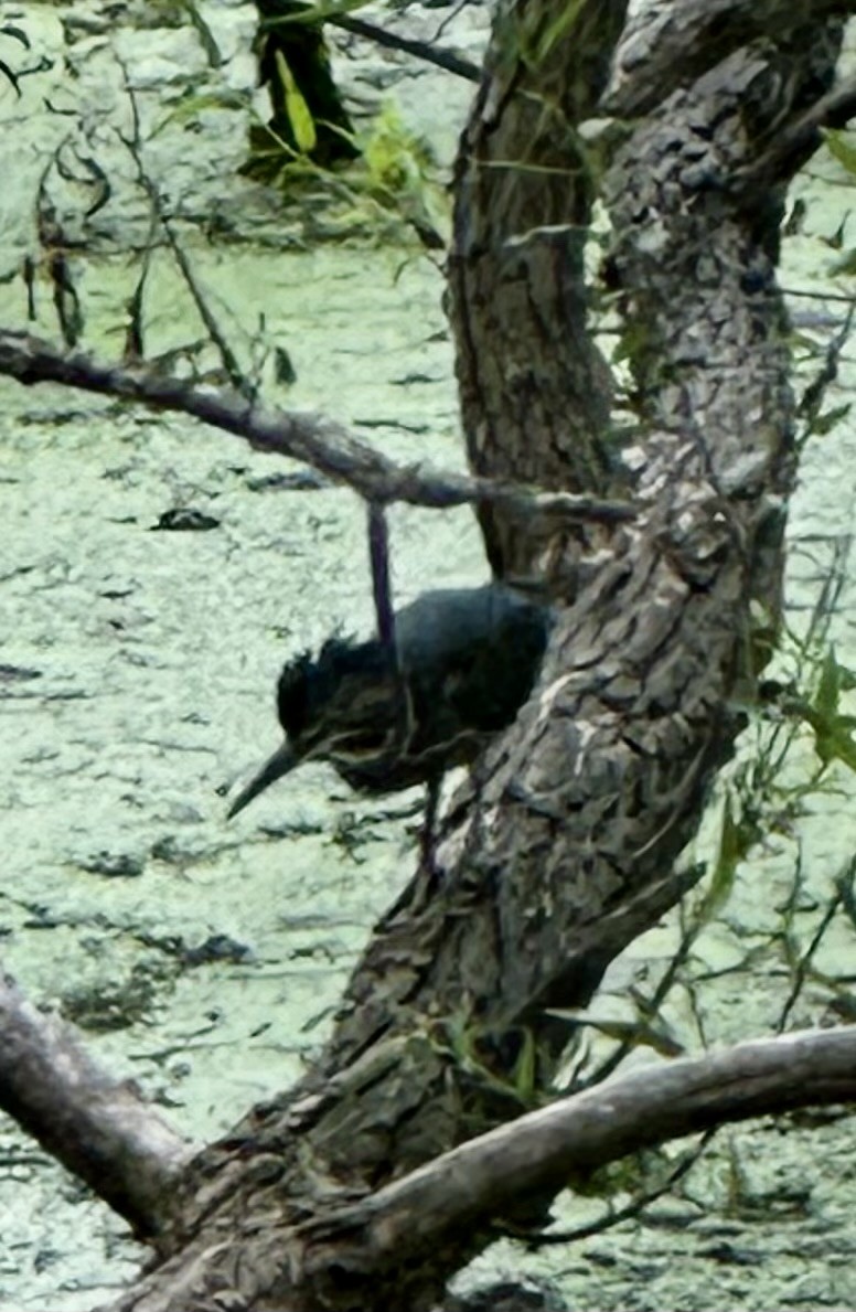 Green Heron - ML622924004