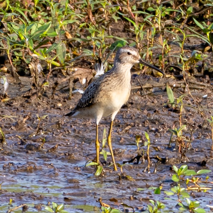 Stilt Sandpiper - ML622924058