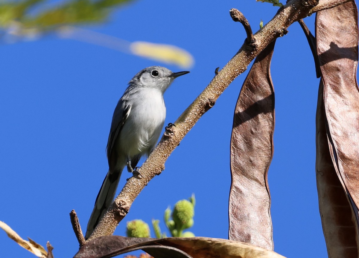 Cuban Gnatcatcher - ML622924059