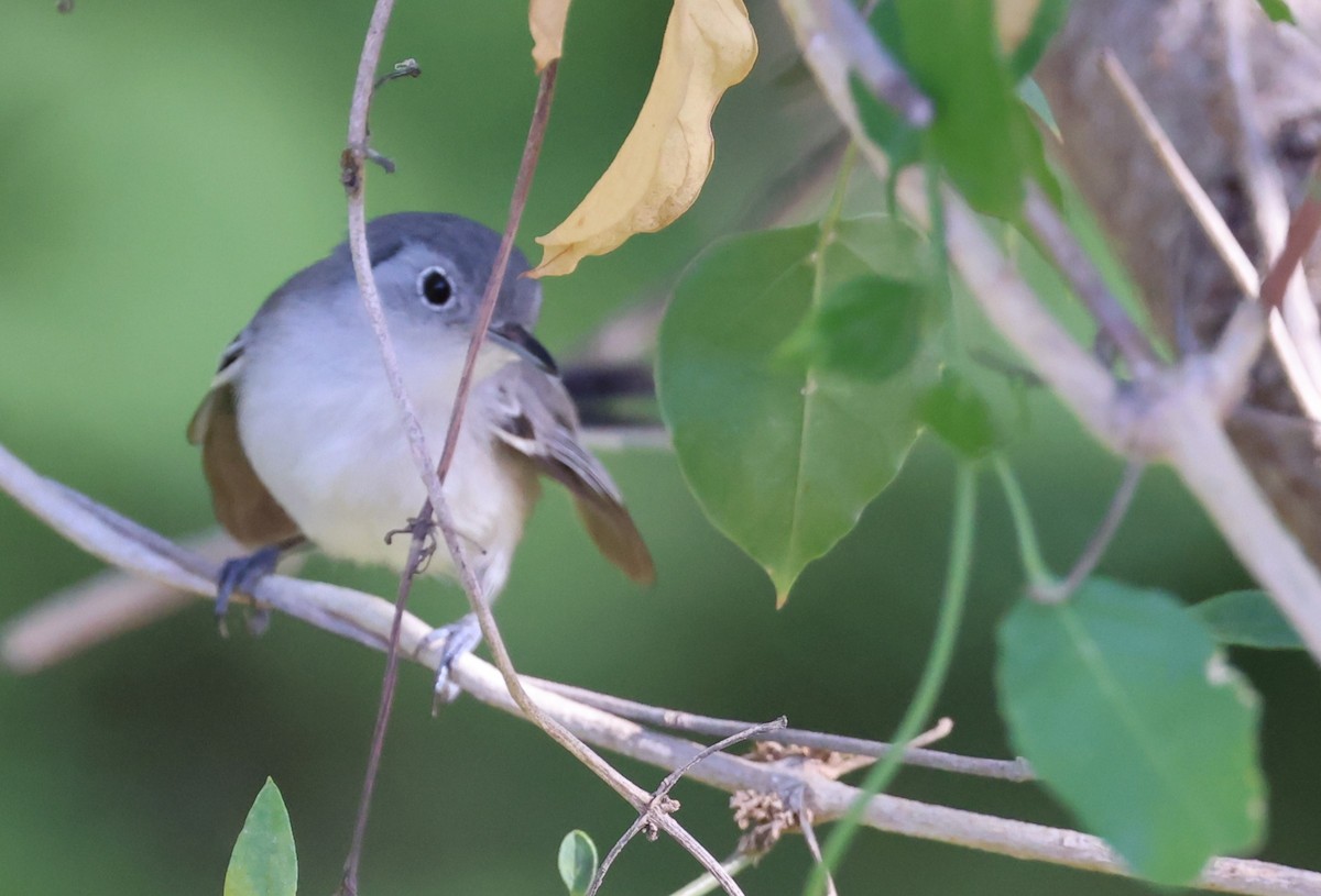 Cuban Gnatcatcher - ML622924060