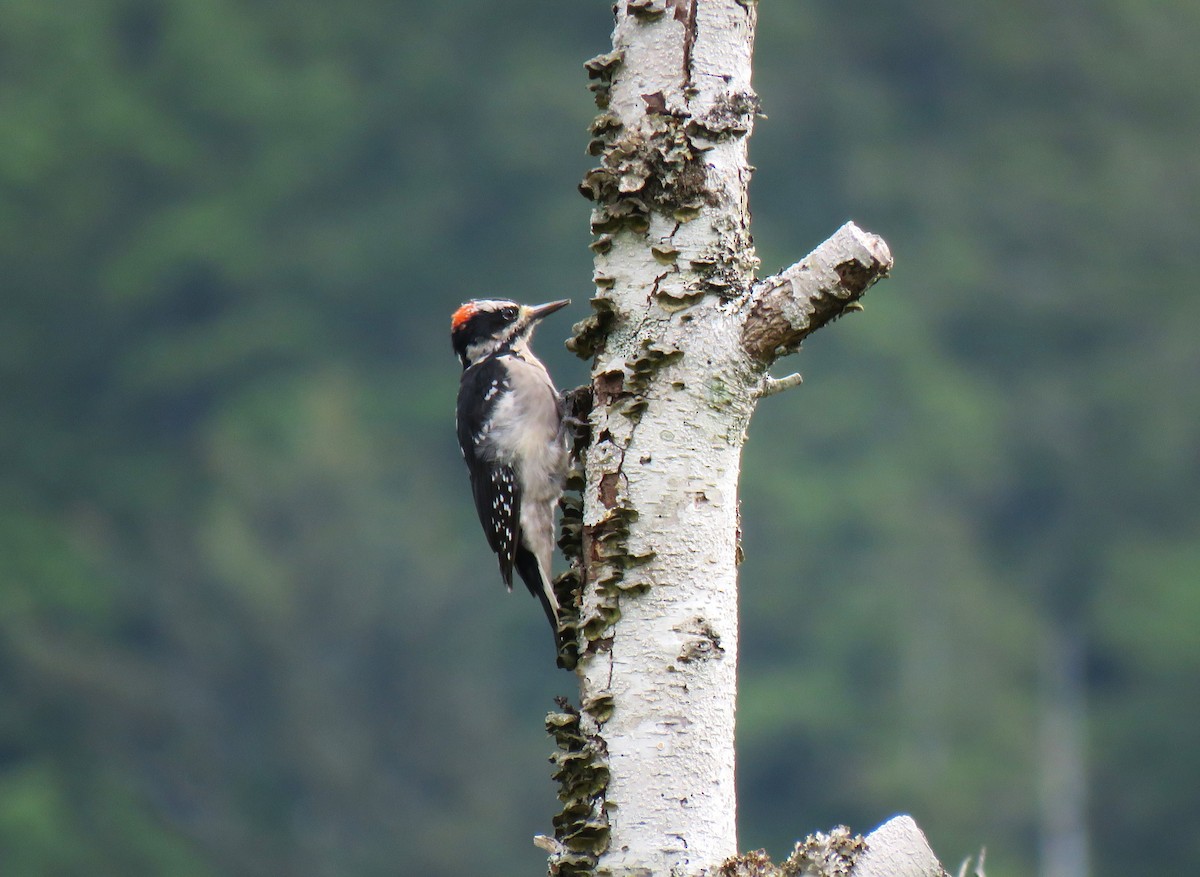Hairy Woodpecker (Pacific) - ML622924077