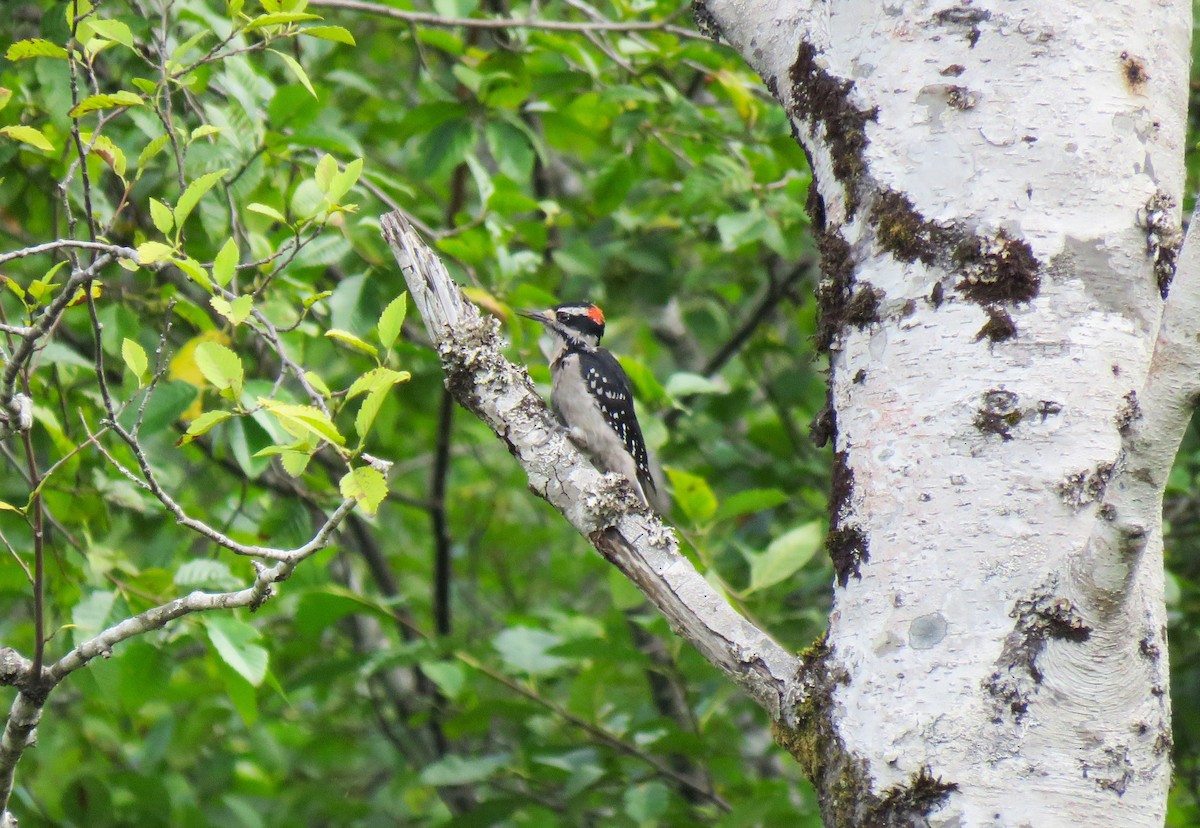 Hairy Woodpecker (Pacific) - ML622924078