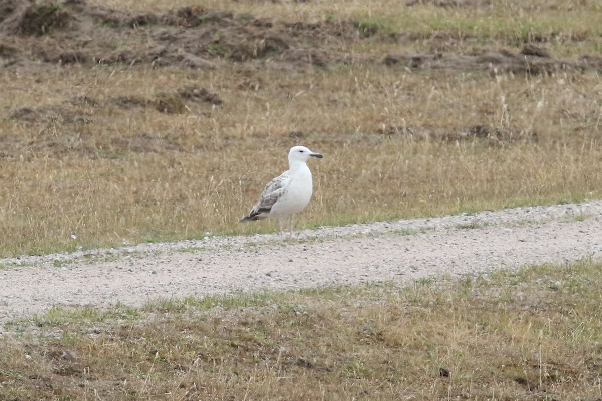 Caspian Gull - Daniel Melchert