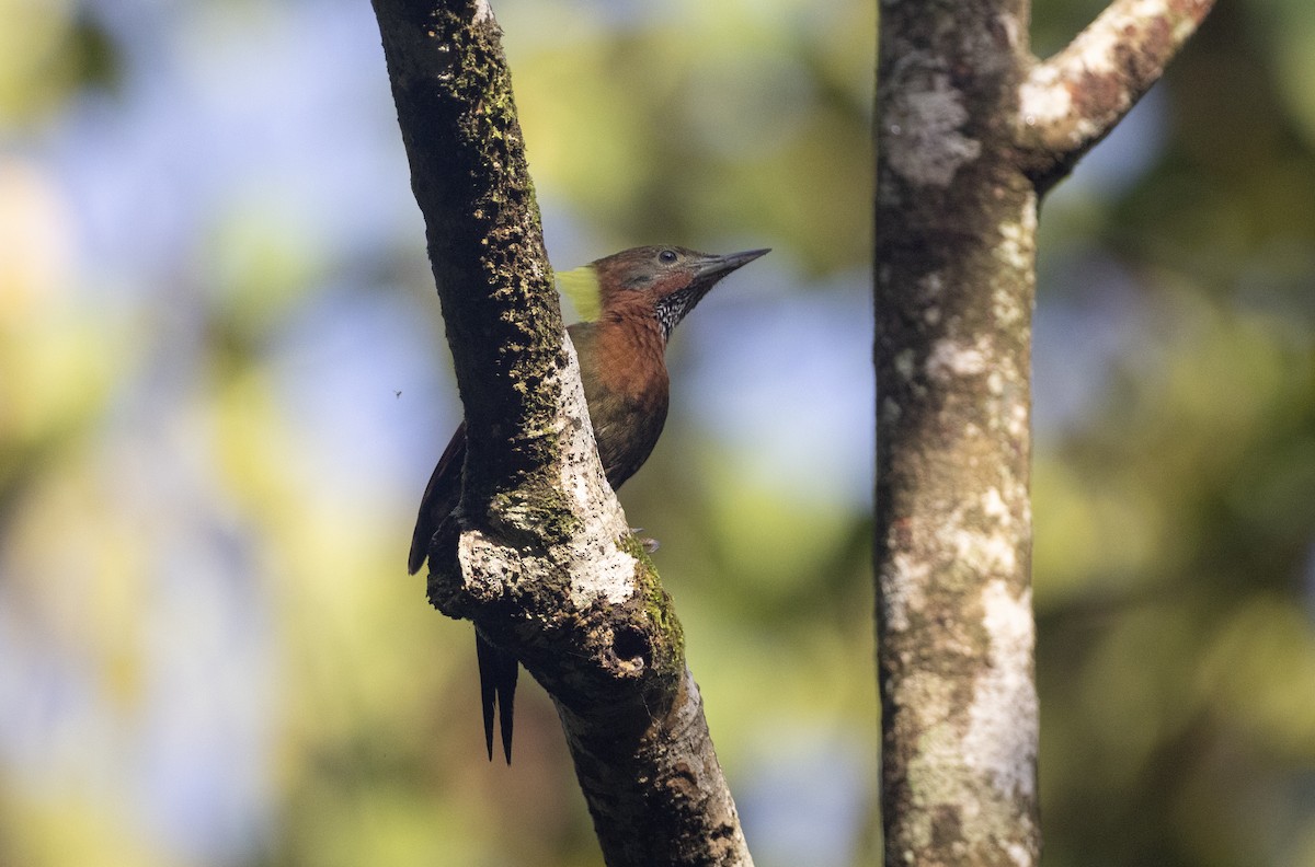 Checker-throated Woodpecker - ML622924135