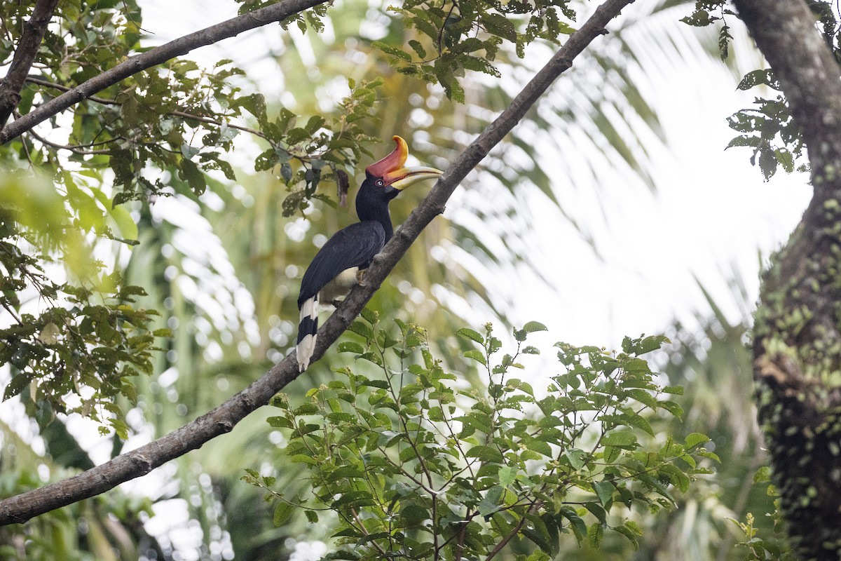 Rhinoceros Hornbill - ML622924202