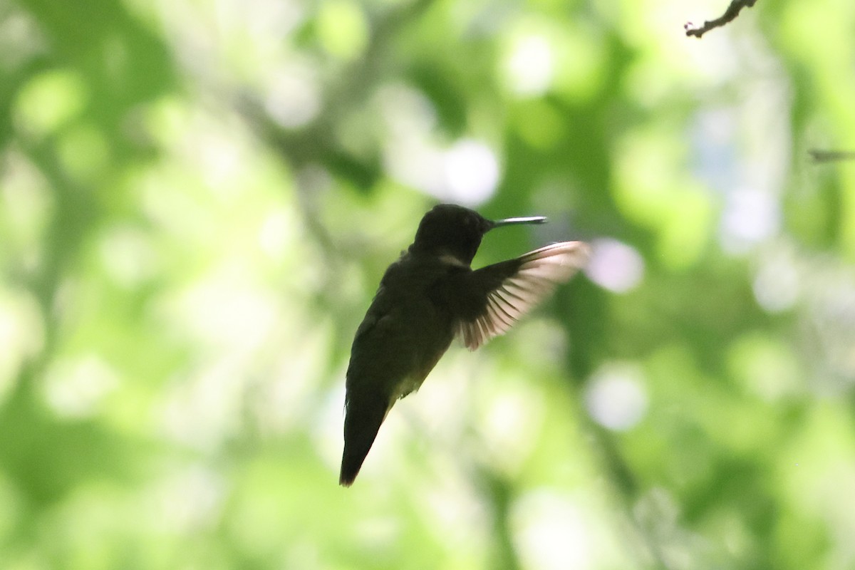 Ruby-throated Hummingbird - ML622924206