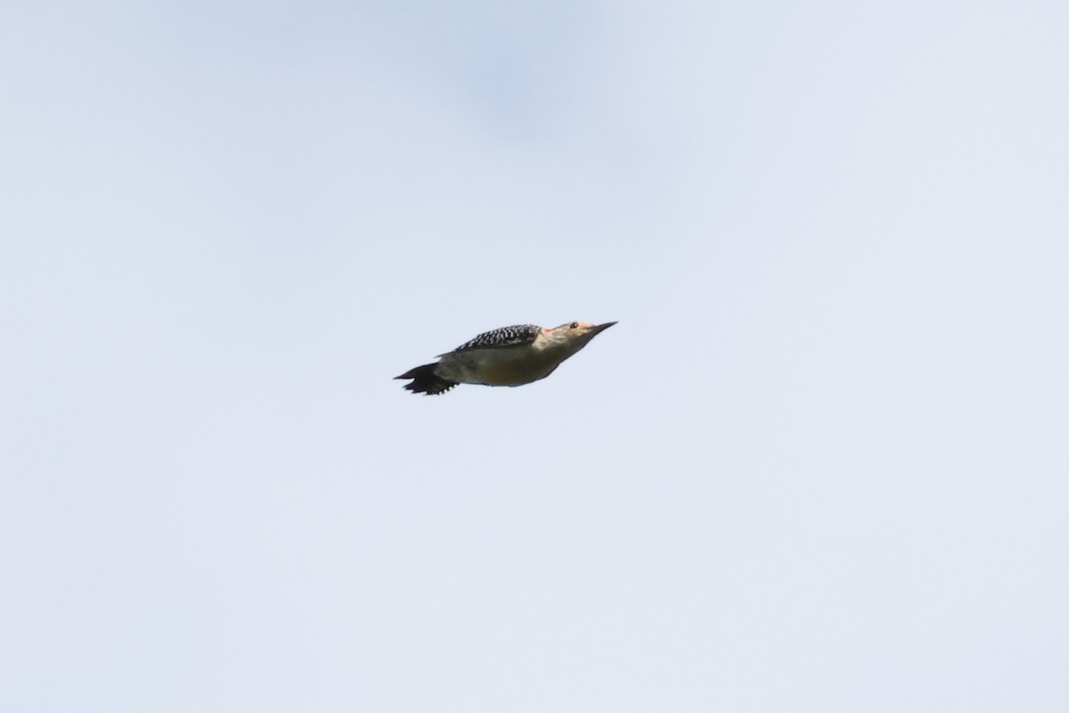 Red-bellied Woodpecker - ML622924214