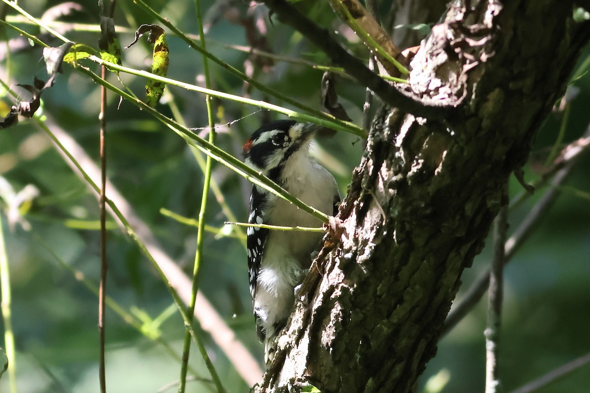 Downy Woodpecker - ML622924223