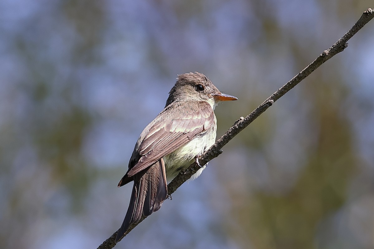 Eastern Wood-Pewee - ML622924237