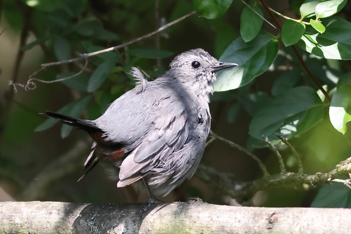 Gray Catbird - John Mercer