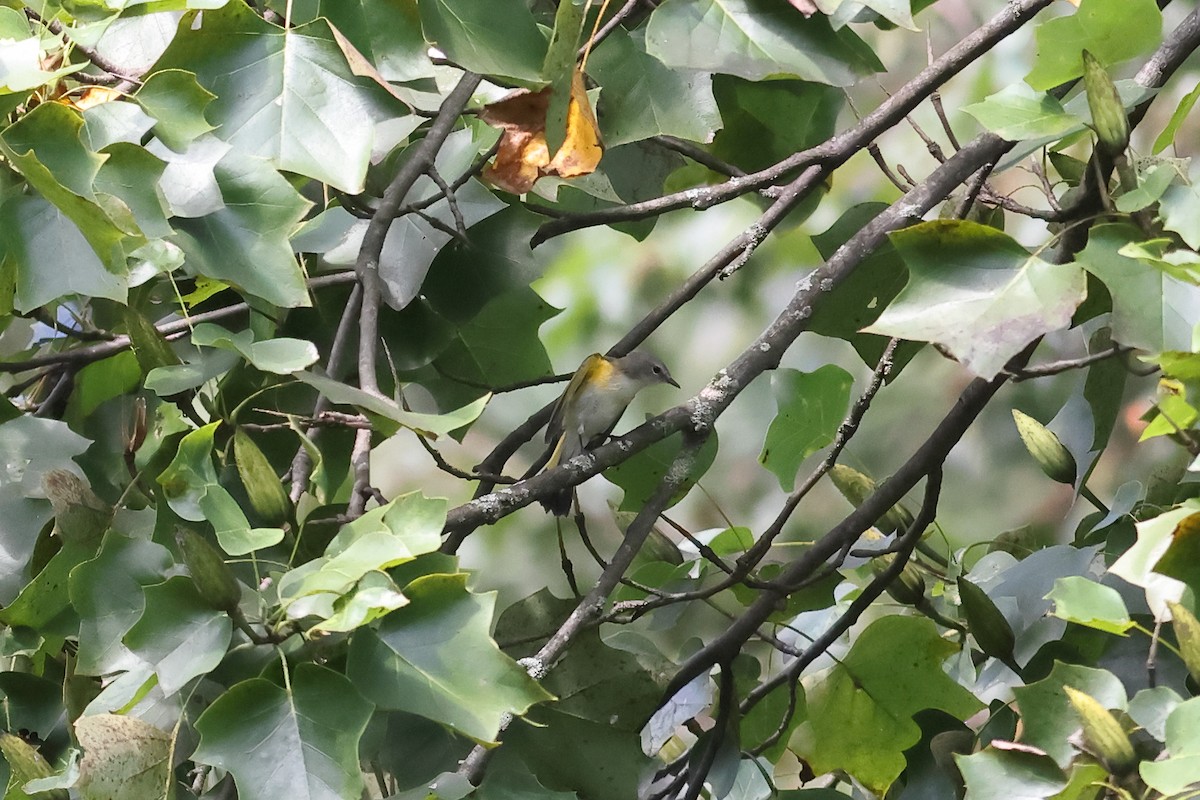 American Redstart - ML622924278