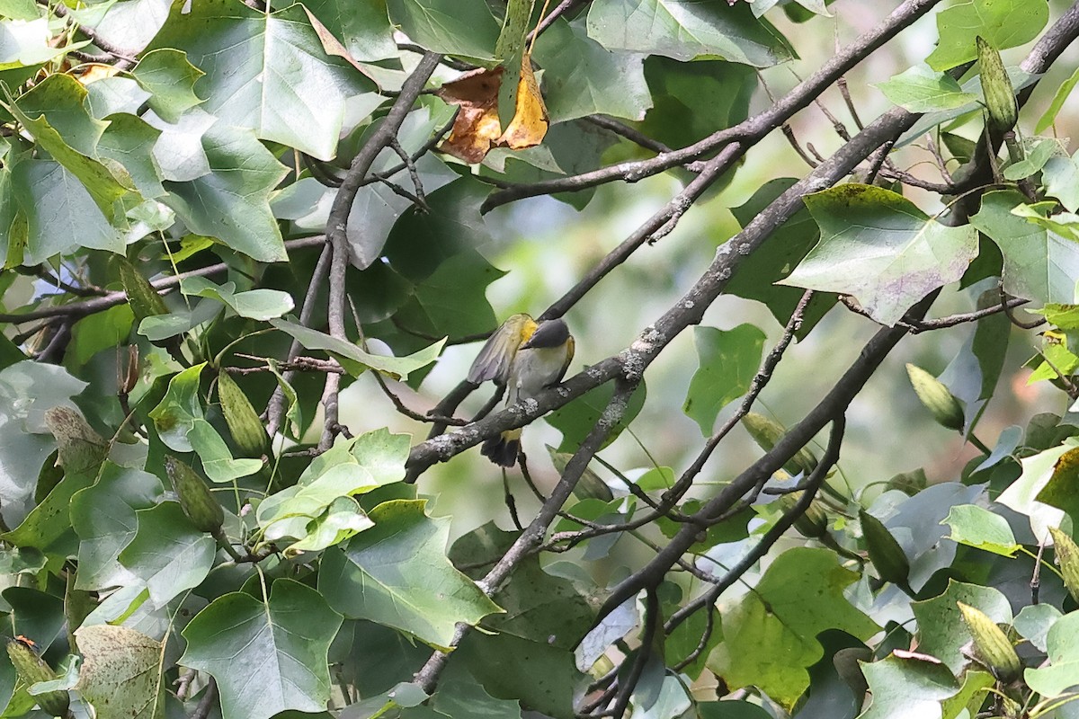 American Redstart - ML622924280