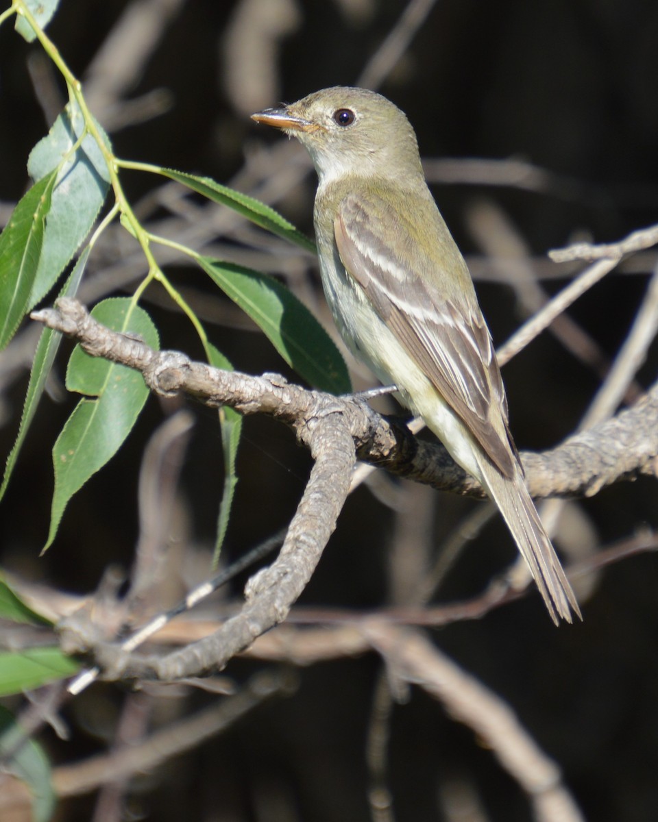 Empidonax sp. - ML622924306