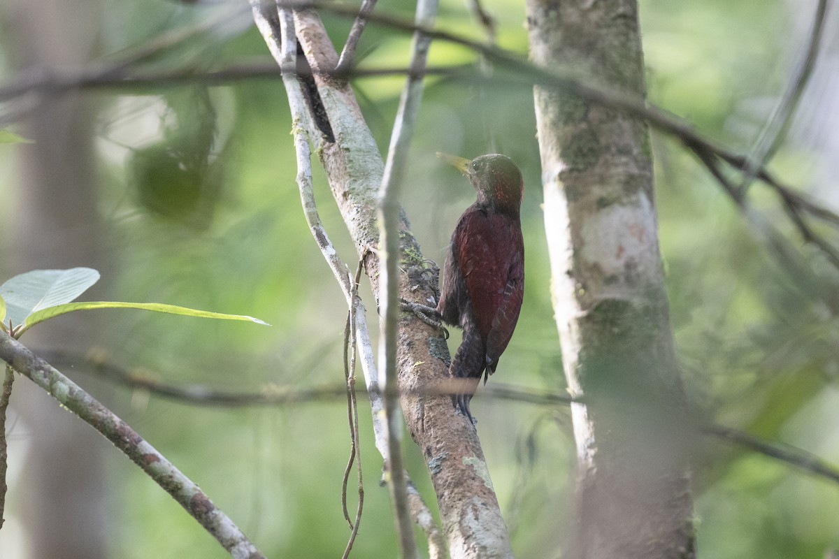 Maroon Woodpecker - ML622924309