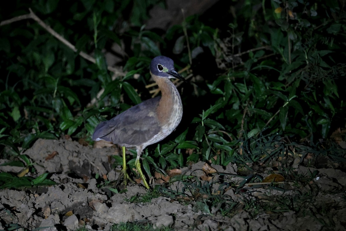 White-backed Night Heron - Charley Hesse TROPICAL BIRDING