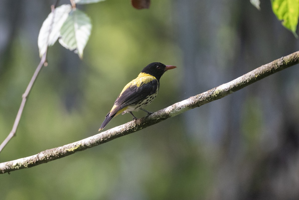 Dark-throated Oriole - Jan-Peter  Kelder