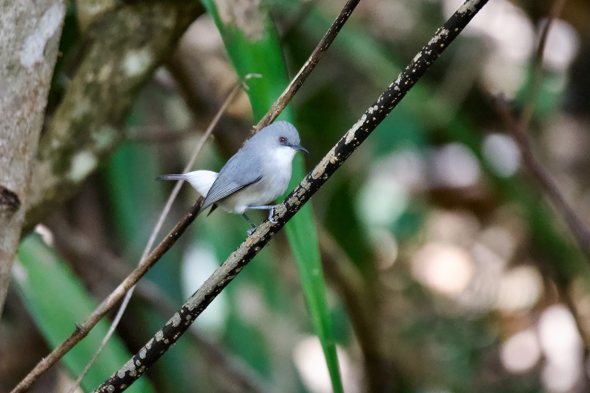 Mauritius Gray White-eye - ML622924335