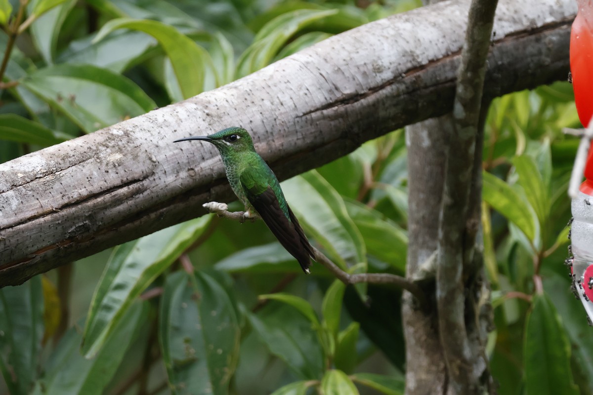 Violet-fronted Brilliant - ML622924344