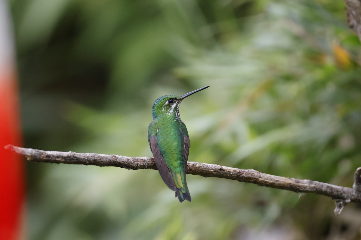 Violet-fronted Brilliant - ML622924345