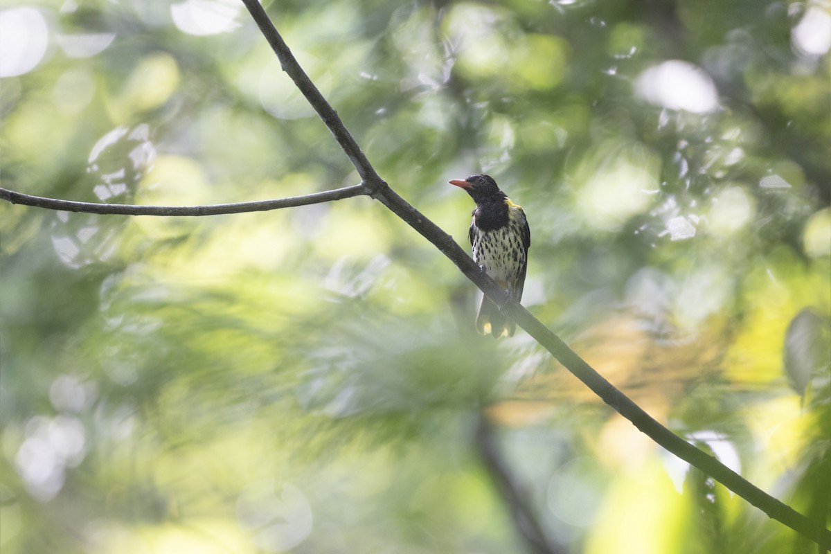 Dark-throated Oriole - Jan-Peter  Kelder